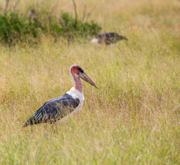 marabou stork 