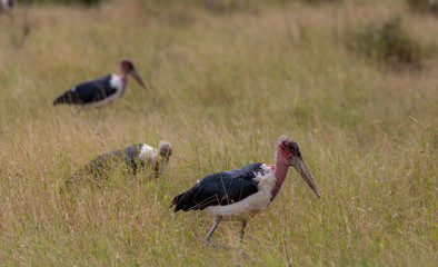 stork in the field