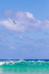 A Brown Booby bird hunting fish near a beautiful wave crashing in Conceição beach in Fernando de Noronha, Brazil