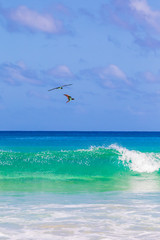 A beautiful wave crashing in Conceição Beach in Fernando de Noronha, Brazil. Two Booby birds hunting fish.