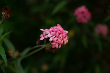Branches of Pink bush penta flower blooming on blurry  greenery leaves foliage, know as Panama rose and Rondeletia leucophylla in botanical name