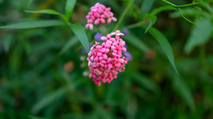 Branches of Pink bush penta flower blooming on blurry  greenery leaves foliage, know as Panama rose and Rondeletia leucophylla in botanical name