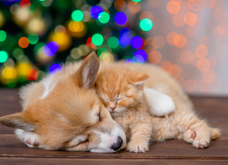 Fototapeta na wymiar Sleepy pembroke welsh corgi puppy hugs kitten on festive Christmas background