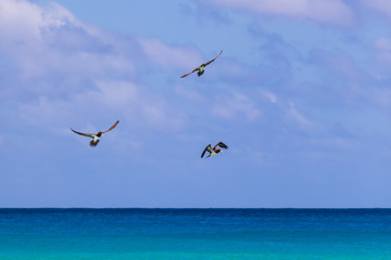 Three Brown Booby birds hunting fish in Conceição beach in Fernando de Noronha, Brazil. Birds in interesting hunting formation.