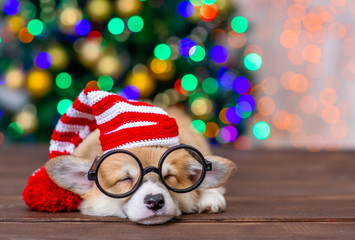 Pembroke welsh corgi puppy wearing a funny santa hat and eyeglasses sleeps on festive Christmas background
