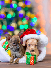 Fototapeta na wymiar Two tiny toy terrier puppies lying inside red santa hat with gift boxes with Christmas tree on background. Empty space for text