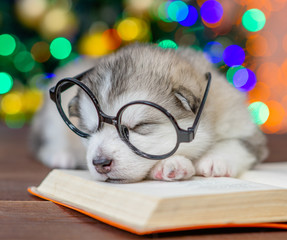 Funny Alaskan malamute puppy wearing eyeglasses sleeps on the book with Christmas tree on background