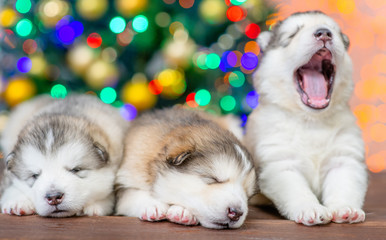 Fototapeta na wymiar Alaskan malamute puppies sleep with Christmas tree on background