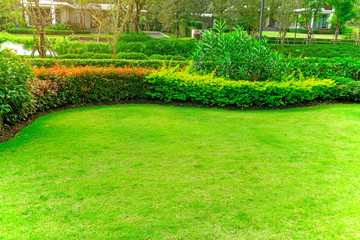 Fresh green Burmuda grass smooth lawn as a carpet with curve form of bush, trees on the background, good mainternance lanscapes in a luxury house's garden under morning sunlight