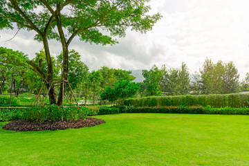 Fresh green Burmuda grass smooth lawn as a carpet with curve form of bush, trees on the background, good mainternance lanscapes in a luxury house's garden under morning sunlight
