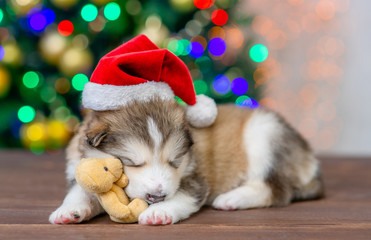 Fototapeta na wymiar Alaskan malamute puppy wearing a red santa hat sleeps with toy bear with Christmas tree on background