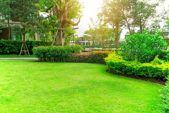 Fresh green grass smooth lawn with curve form of bush, trees on background, good maintenance landscapes in a house's garden under morning sunlight