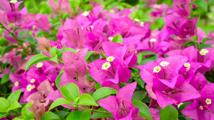 Fototapeta na wymiar Bunches of beautiful pink Bougianvillea petals and petite white pistils on green leaves background