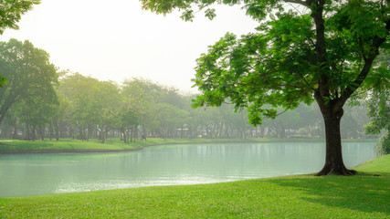 Beautiful green carpet grass and big tree on smooth lawn yard beside a lake, plenty of trees on background under white cloudy sky, a good mainternance landscapes in the park