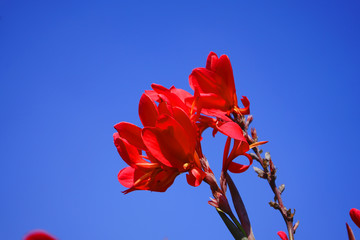Red canna flowers beautiful petal bright on blue sky background