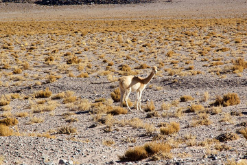 Vicuna in the Puna de Atacama, Argentina