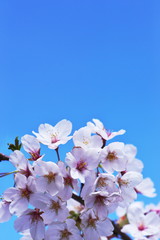 サクラと語る季節