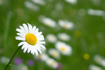 Obraz premium Daisy flower