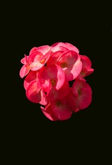 Obraz na płótnie Canvas Poi sian flower on black background