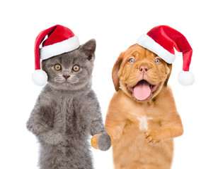 Funny cat and dog wearing a red christmas hats. isolated on white background