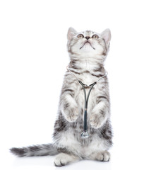 Kitten with stethoscope on his neck standing on hind legs and looks up. isolated on white background