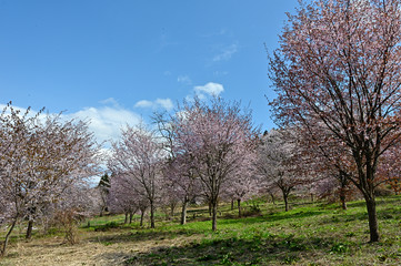 大山桜が群集する風景は桜原郷