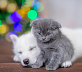 Cute gray kitten sits with sleepy white siberian husky on a background of the Christmas tree