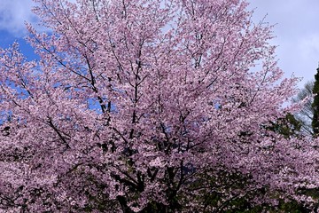 大山桜が群集する風景は桜原郷