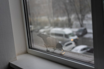 Crow eats in the winter outside the window