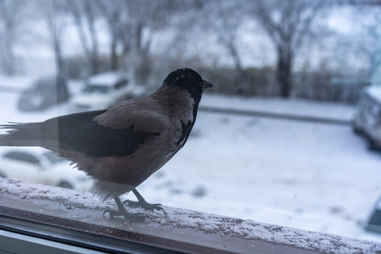 The crow outside the window looks back