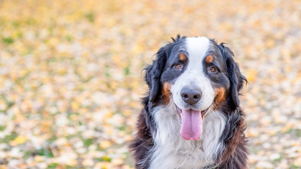 Portrait of a Berner Sennenhund dog in autumn park. Empty space for text
