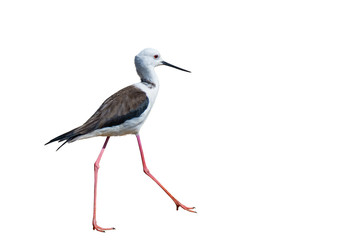 Black-winged Stilt bird on white background.