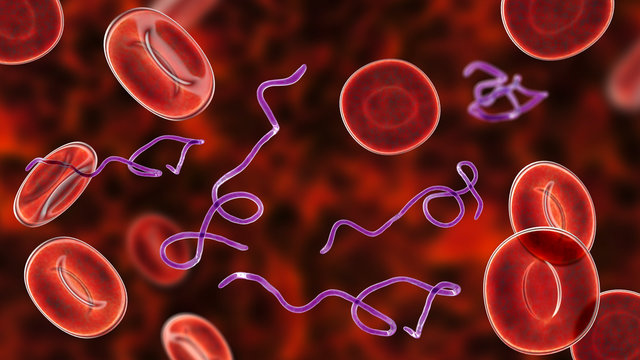 Borrelia Bacteria In Blood, 3D Illustration. The Causative Agent Of Lyme Disease And Relapsing Fever