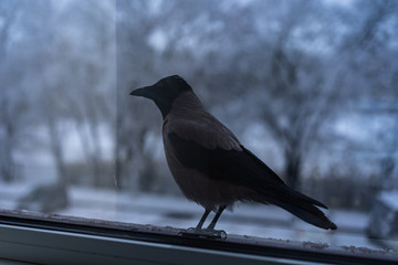 Obraz premium Crow eating outside the window in winter