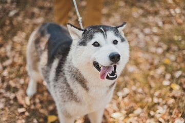 Large photo of the dog breed Husky with his tongue hanging out 2199.