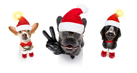 group  team row of dogs on christmas holidays