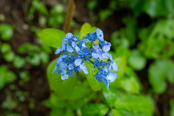 紫陽花