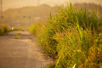 田舎道