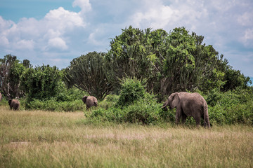 Fototapeta na wymiar elephants graze in the bushes among the candelabra trees