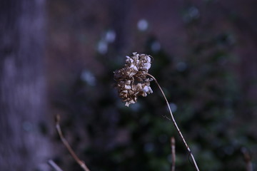 紫陽花