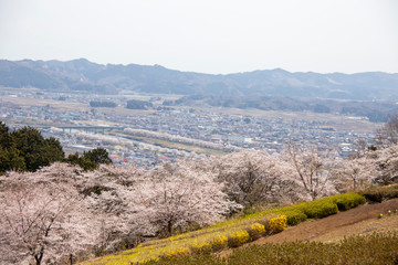 桜