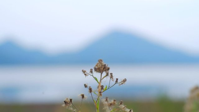 Beautiful dried weed seed, Tridax daisy, Coat buttons, Mexican daisy flowers blowing in the wind in nature field background.