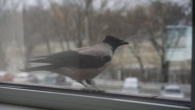 Crow standing outside the window