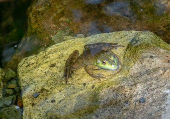 Frog on a Rock