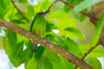 beautiful bird on tree in the park.Blue-eared Barbet.