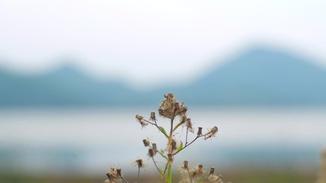 Beautiful dried weed seed, Tridax daisy, Coat buttons, Mexican daisy flowers blowing in the wind in nature field background.