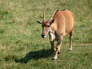 Mature Eland Bull