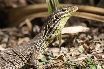 lizard on a rock