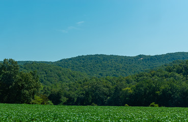 landscape with trees and blue sky