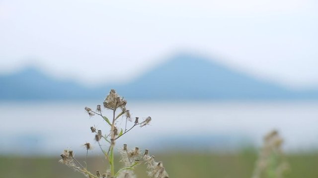 Slow motion of beautiful dried weed seed, Tridax daisy, Coat buttons, Mexican daisy flowers blowing in the wind in nature field background.